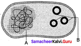 Samacheer Kalvi 12th Bio Botany Solutions Chapter 4 Principles and Processes of Biotechnology img 3