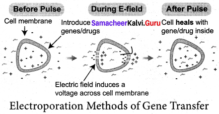 Samacheer Kalvi 12th Bio Botany Solutions Chapter 4 Principles and Processes of Biotechnology img 6