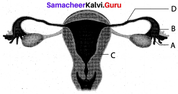 Samacheer Kalvi 12th Bio Zoology Solutions Chapter 2 Human Reproduction img 9