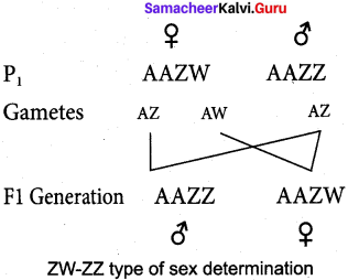Samacheer Kalvi 12th Bio Zoology Solutions Chapter 4 Principles of Inheritance and Variation img 15