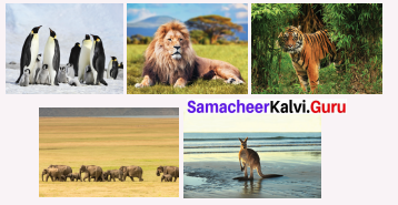 Samacheer Kalvi 6th Social Guide Term 2 Chapter 1 Resources