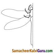 Samacheer Kalvi 4th Maths Guide Term 2 Chapter 1 வடிவியல் Intext Questions 1