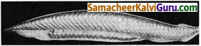Samacheer Kalvi 9th Science Guide Chapter 17 விலங்குலகம் 5