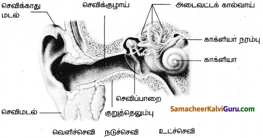 Samacheer Kalvi 9th Science Guide Chapter 8 ஒலி 11
