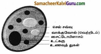 Samacheer Kalvi 8th Science Guide Chapter 16 நுண்ணியிரிகள் 5