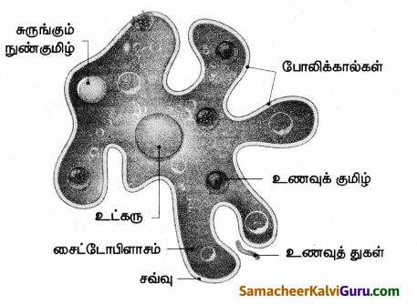 Samacheer Kalvi 8th Science Guide Chapter 16 நுண்ணியிரிகள் 6