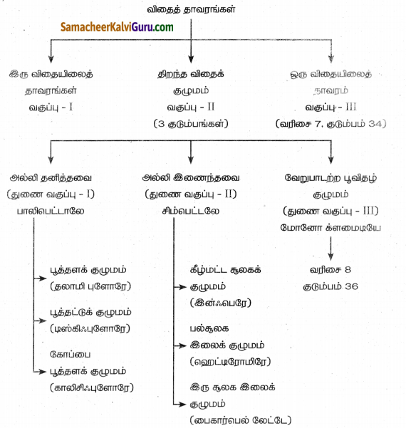 Samacheer Kalvi 8th Science Guide Chapter 17 தாவர உலகம் 2