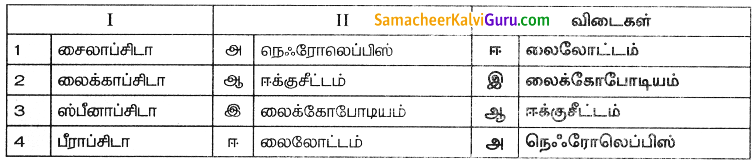 Samacheer Kalvi 8th Science Guide Chapter 17 தாவர உலகம் 3