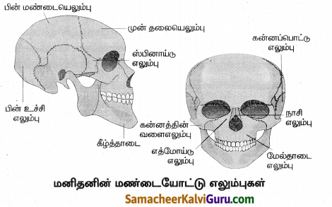Samacheer Kalvi 8th Science Guide Chapter 19 விலங்குகளின் இயக்கம் 1