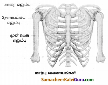 Samacheer Kalvi 8th Science Guide Chapter 19 விலங்குகளின் இயக்கம் 10