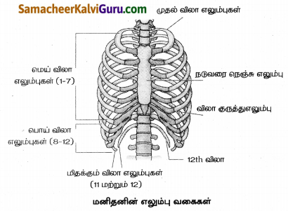 Samacheer Kalvi 8th Science Guide Chapter 19 விலங்குகளின் இயக்கம் 3