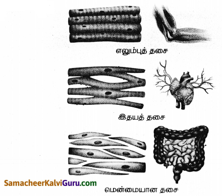 Samacheer Kalvi 8th Science Guide Chapter 19 விலங்குகளின் இயக்கம் 4