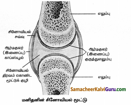 Samacheer Kalvi 8th Science Guide Chapter 19 விலங்குகளின் இயக்கம் 6