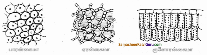Samacheer Kalvi 9th Science Guide Chapter 18 திசுக்களின் அமைப்பு 65