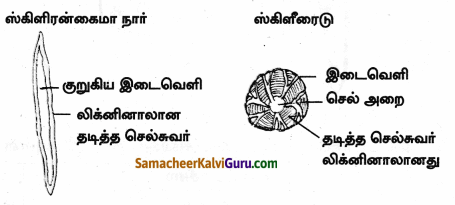 Samacheer Kalvi 9th Science Guide Chapter 18 திசுக்களின் அமைப்பு 66