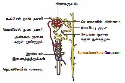 Samacheer Kalvi 9th Science Guide Chapter 20 விலங்குகளின் உறுப்பு மண்டலங்கள் 56