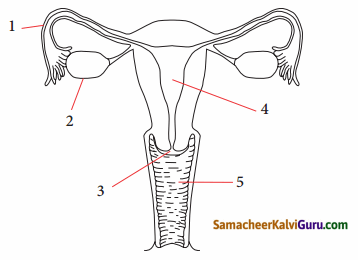Samacheer Kalvi 9th Science Guide Chapter 20 விலங்குகளின் உறுப்பு மண்டலங்கள் 65