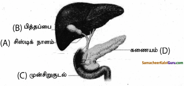 Samacheer Kalvi 9th Science Guide Chapter 20 விலங்குகளின் உறுப்பு மண்டலங்கள் 80