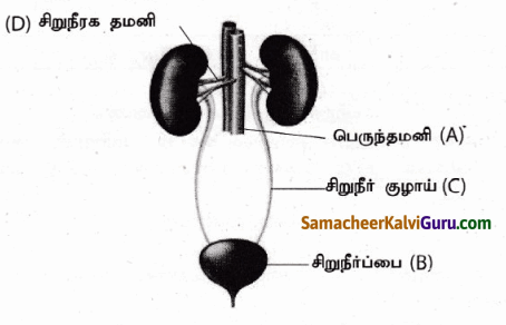 Samacheer Kalvi 9th Science Guide Chapter 20 விலங்குகளின் உறுப்பு மண்டலங்கள் 88