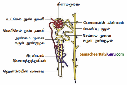 Samacheer Kalvi 9th Science Guide Chapter 20 விலங்குகளின் உறுப்பு மண்டலங்கள் 90
