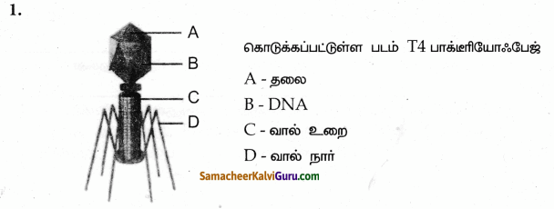 Samacheer Kalvi 9th Science Guide Chapter 22 நுண்ணுயிரிகளின் உலகம் 90