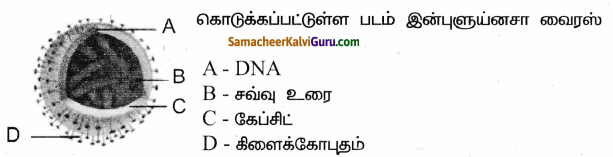 Samacheer Kalvi 9th Science Guide Chapter 22 நுண்ணுயிரிகளின் உலகம் 91