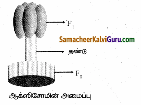 Samacheer Kalvi 10th Science Guide Chapter 12 தாவர உள்ளமைப்பியல் மற்றும் தாவர செயலியல் 60
