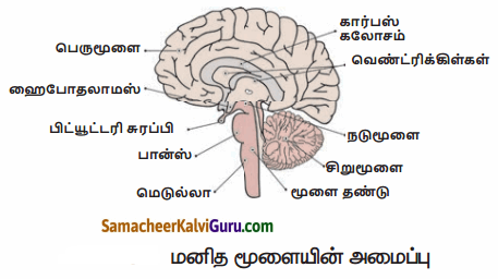 Samacheer Kalvi 10th Science Guide Chapter 15 நரம்பு மண்டலம் 70