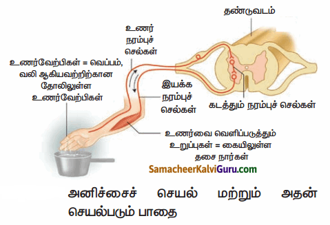 Samacheer Kalvi 10th Science Guide Chapter 15 நரம்பு மண்டலம் 77