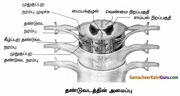 Samacheer Kalvi 10th Science Guide Chapter 15 நரம்பு மண்டலம் 80