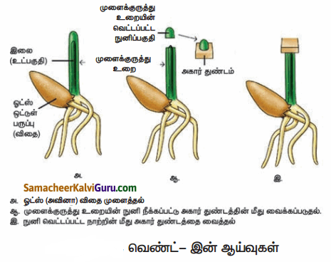 Samacheer Kalvi 10th Science Guide Chapter 16 தாவர மற்றும் விலங்கு ஹார்மோன்கள் 80