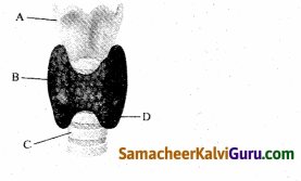 Samacheer Kalvi 10th Science Guide Chapter 16 தாவர மற்றும் விலங்கு ஹார்மோன்கள் 95
