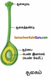 Samacheer Kalvi 10th Science Guide Chapter 17 தாவரங்கள் மற்றும் விலங்குகளில் இனப்பெருக்கம் 75