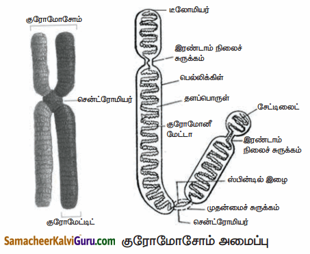 Samacheer Kalvi 10th Science Guide Chapter 18 மரபியல் 85