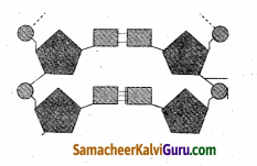Samacheer Kalvi 10th Science Guide Chapter 18 மரபியல் 88