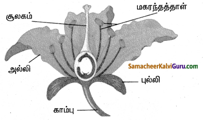 Samacheer Kalvi 4th Science Guide Term 2 Chapter 3 தாவரங்கள் 3