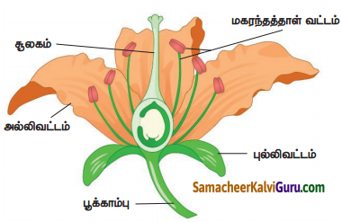 Samacheer Kalvi 4th Science Guide Term 2 Chapter 3 தாவரங்கள் 8