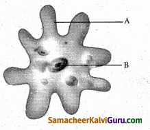 Samacheer Kalvi 6th Science Guide Term 1 Chapter 5 விலங்குகள் வாழும் உலகம் 30