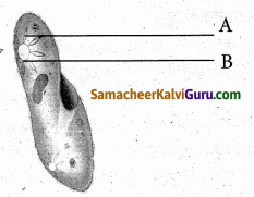 Samacheer Kalvi 6th Science Guide Term 1 Chapter 5 விலங்குகள் வாழும் உலகம் 31