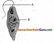 Samacheer Kalvi 6th Science Guide Term 1 Chapter 5 விலங்குகள் வாழும் உலகம் 32