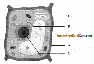 Samacheer Kalvi 6th Science Guide Term 2 Chapter 5 செல் 80