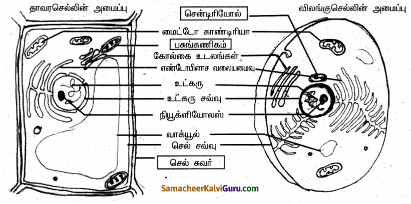 Samacheer Kalvi 6th Science Guide Term 2 Chapter 5 செல் 86