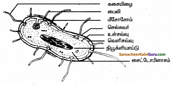 Samacheer Kalvi 6th Science Guide Term 2 Chapter 5 செல் 91