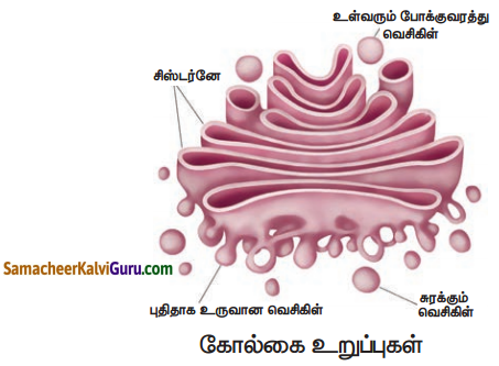 Samacheer Kalvi 7th Science Guide Term 2 Chapter 4 செல் உயிரியல் 8
